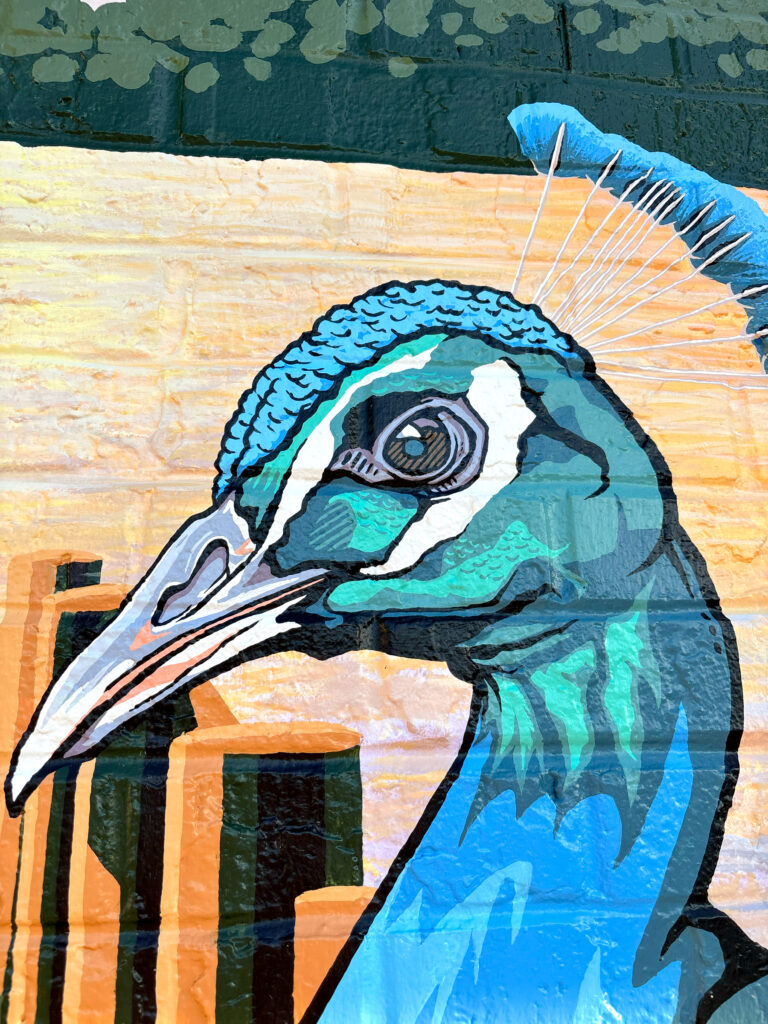 mural SKIP paint Winter Park themed mural for Jeff's Bagel Run with peacock and Rollins College and Dickson Azealea in Winter Park Orlando, Florida sunset A Pivotal Character Artworks